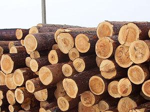 Мужчине грозит 6 лет тюрьмы за 9 срубленных деревьев